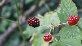 L’attrait grandissant que connaissent les petits fruits auprès des consommateurs, notamment jeunes, est un débouché potentiel pour les producteurs qui cherchent à se diversifier. © Léna Hespel L’attrait grandissant que connaissent les petits fruits auprès des consommateurs, notamment jeunes, est un débouché potentiel pour les producteurs qui cherchent à se diversifier. © Léna Hespel